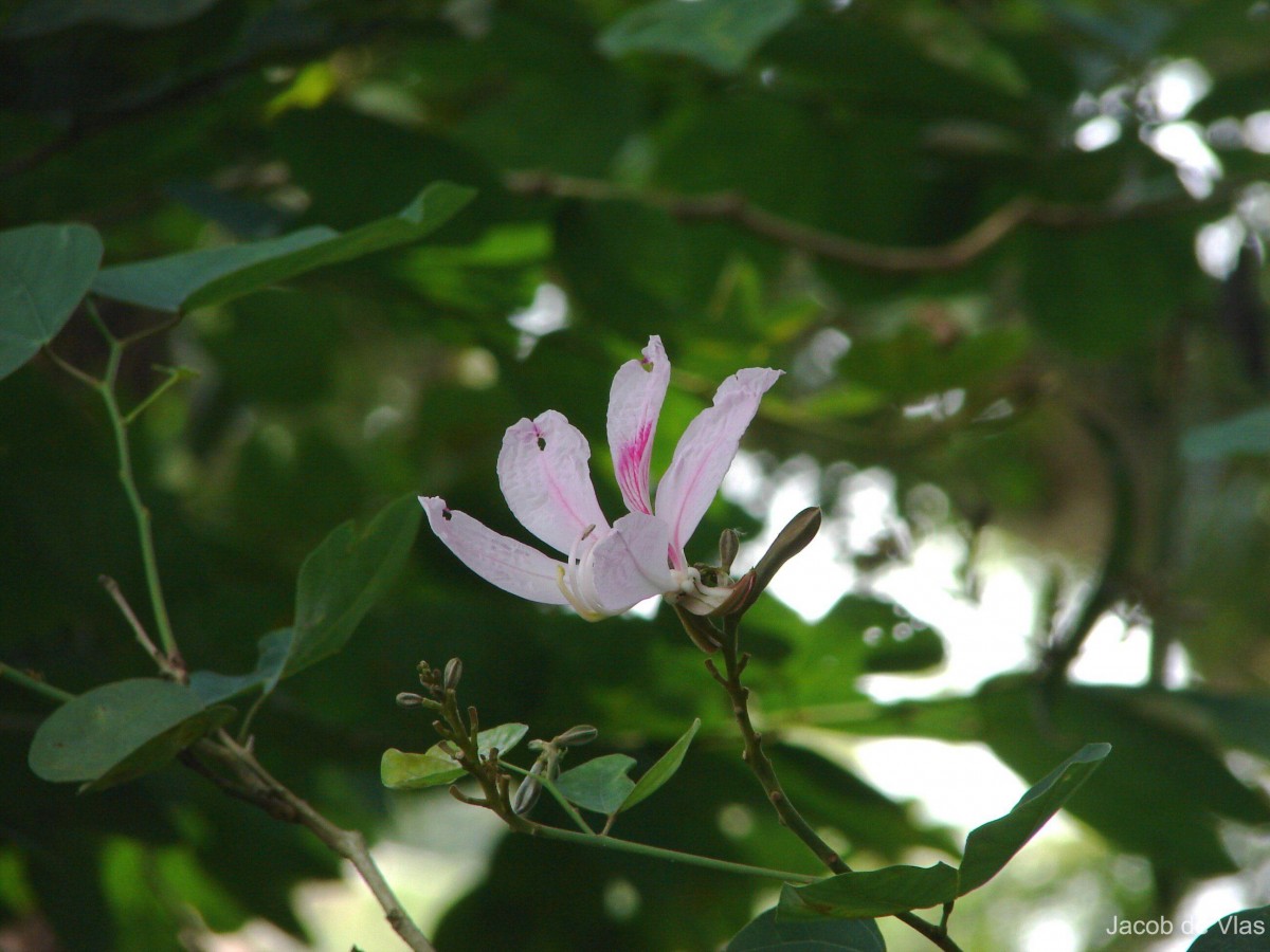 Bauhinia variegata L.